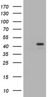 PCNA Antibody