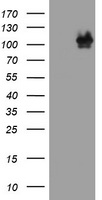 CTNND1 Antibody