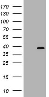 PCNA Antibody