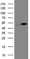 EPHX1 Antibody