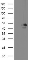 MEIS3 Antibody