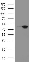 MEIS3 Antibody
