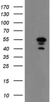 Meis homeobox 3 Antibody