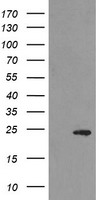 MYL7 Antibody