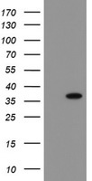 SLUG Antibody
