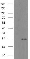 MYL7 Antibody