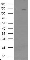 USP36 Antibody