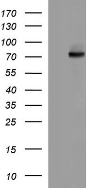 Albumin Antibody