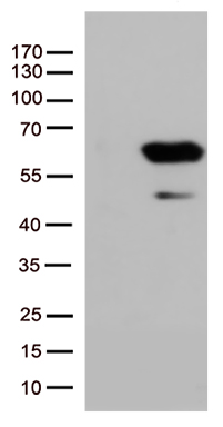 SMAD1 Antibody