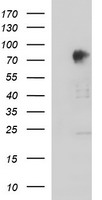 AMOT Antibody