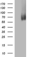 MADCAM1 Antibody
