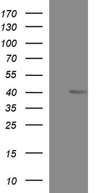 MCAT Antibody