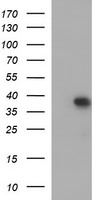 MCAT Antibody