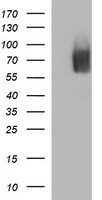 MADCAM1 Antibody