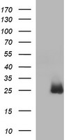 HPRT Antibody