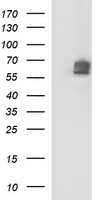 MADCAM1 Antibody