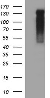 RAPGEF1 Antibody