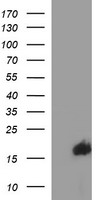 SIVA1 Antibody