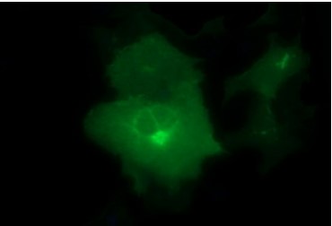 CD44 Antibody