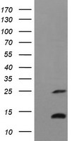 TNF alpha Antibody