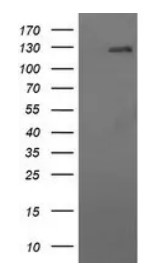 CD163 Antibody
