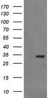 Synaptophysin Antibody