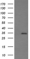 Synaptophysin Antibody
