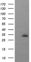 Synaptophysin Antibody