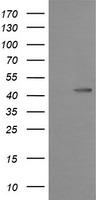 MEK1 Antibody