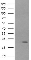 LZIC Antibody