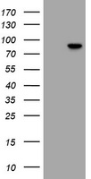 RFX3 Antibody