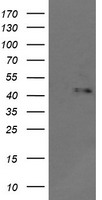 JNK2 Antibody