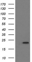 LZIC Antibody
