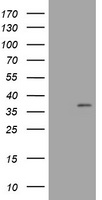 COPS6 Antibody