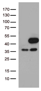 MAPK3 Antibody
