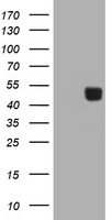 CA12 Antibody