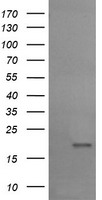 UBE2G2 Antibody