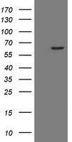 POLR3C Antibody