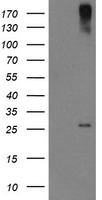 CLEC4E Antibody