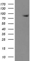 DREF Antibody