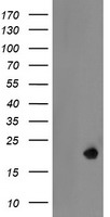 LDOC1 Antibody