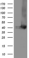 TBCC Antibody