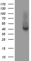 TBCC Antibody
