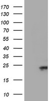 UBE2E3 Antibody