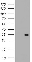RYBP Antibody