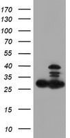 Proteasome 20S beta 7 Antibody