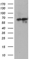 ATIC Antibody