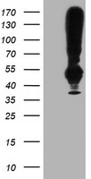 TMEFF2 Antibody