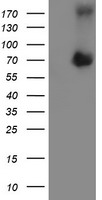 ATIC Antibody