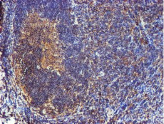 CST3 Antibody